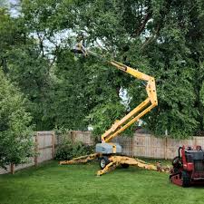 Why Choose Our Tree Removal Services in Nederland, TX?